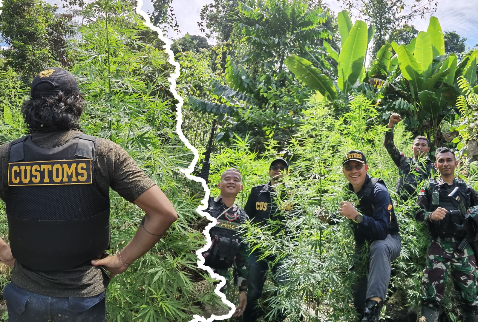 PENEMUAN LADANG GANJA DI PERBATASAN PAPUA