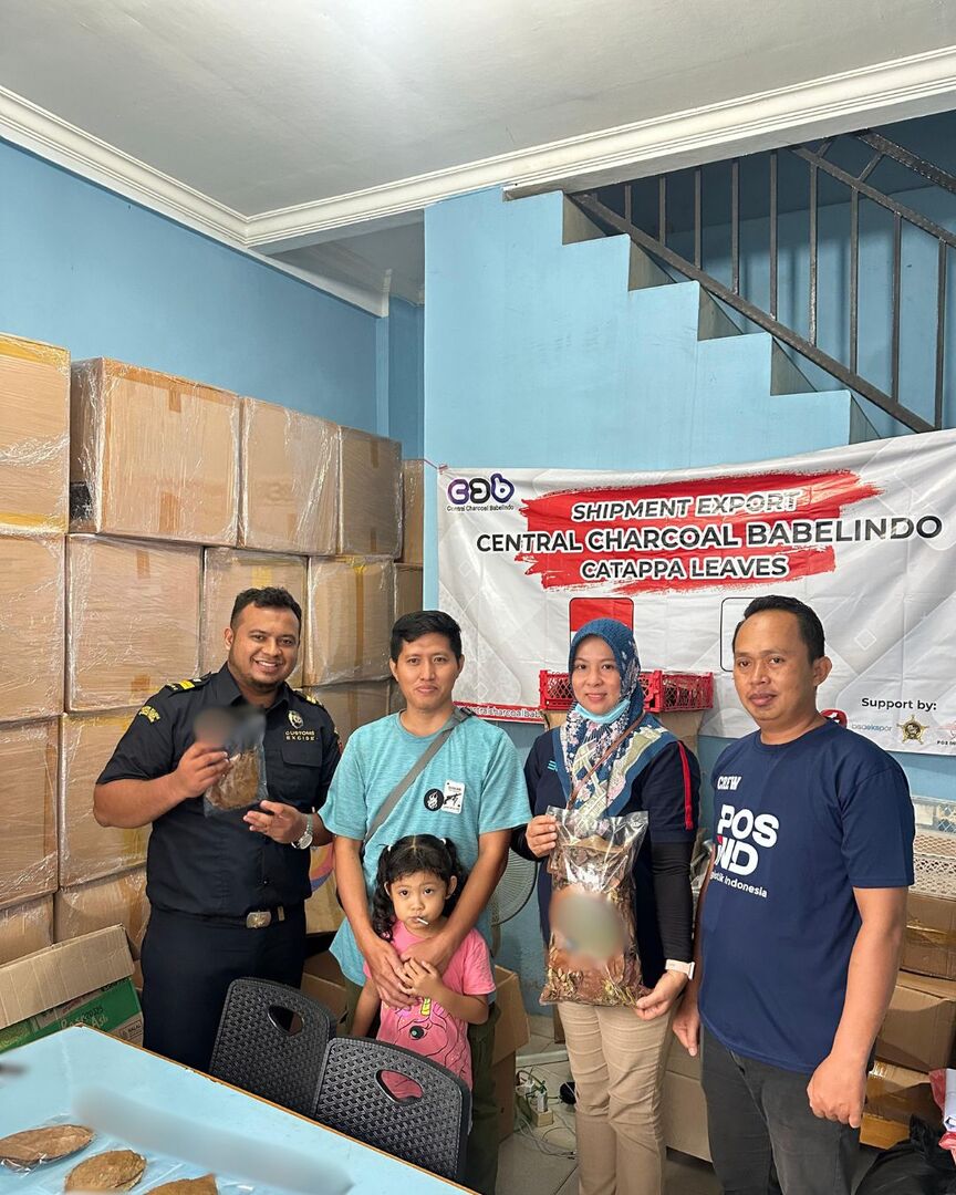 Daun Ketapang, Potensi Ekspor Unik yang Cemerlang