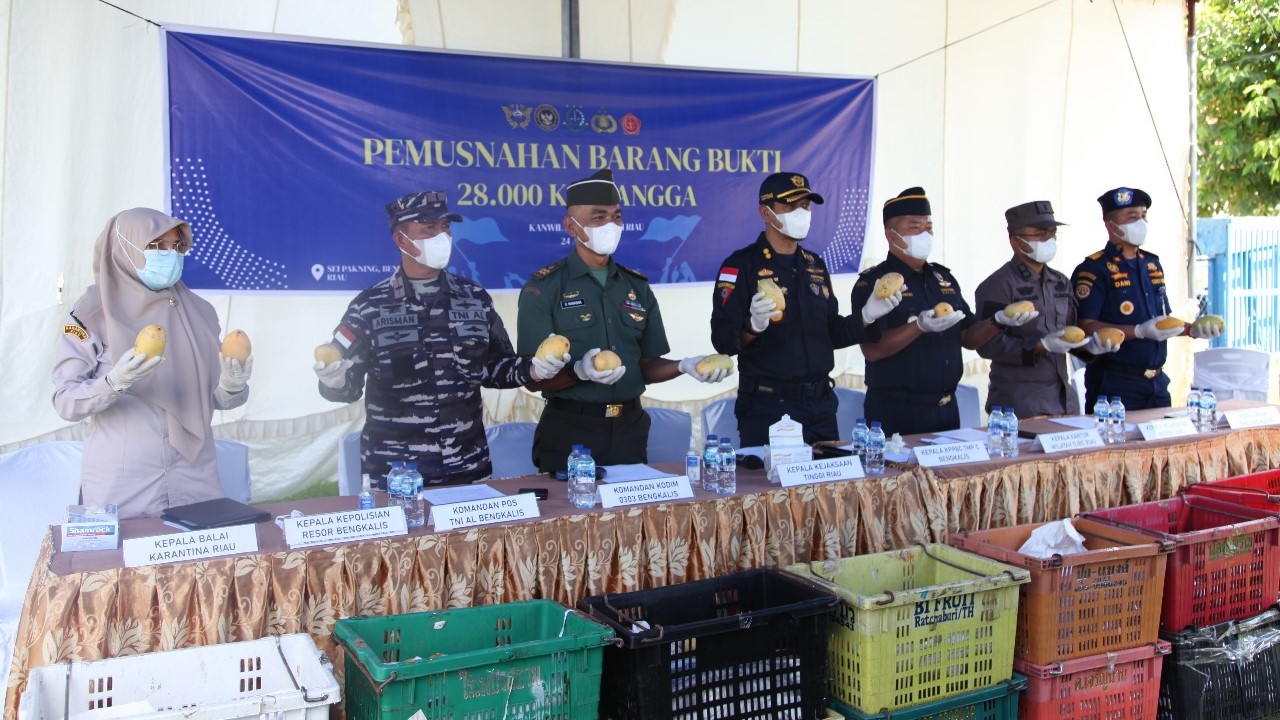 CEGAH PENYELUNDUPAN, BEA CUKAI AMANKAN 1400  KERANJANG BUAH MANGGA ILEGAL DARI MALAYSIA