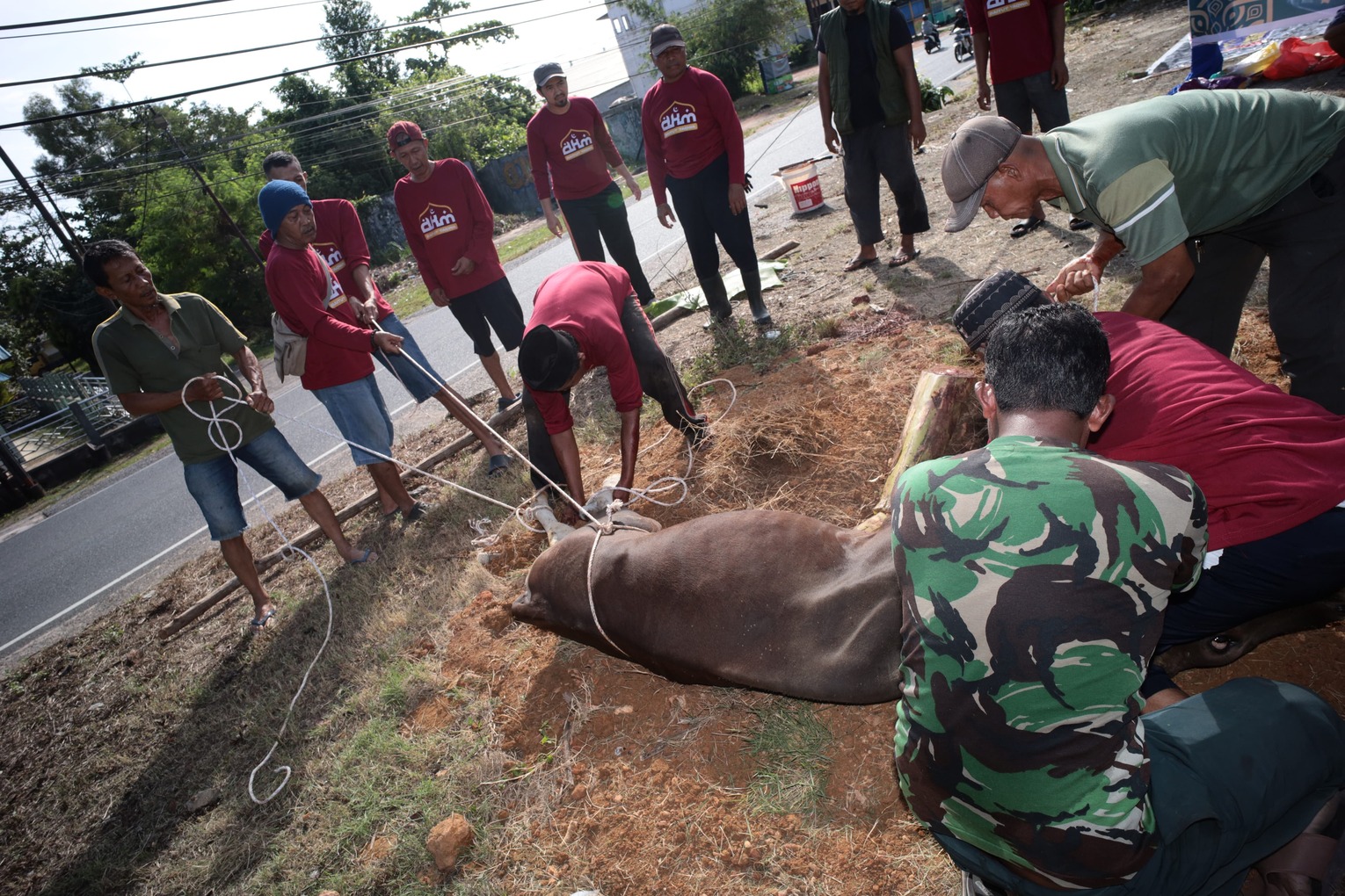 Penyembelihan dan Pendistribusian Daging Qurban