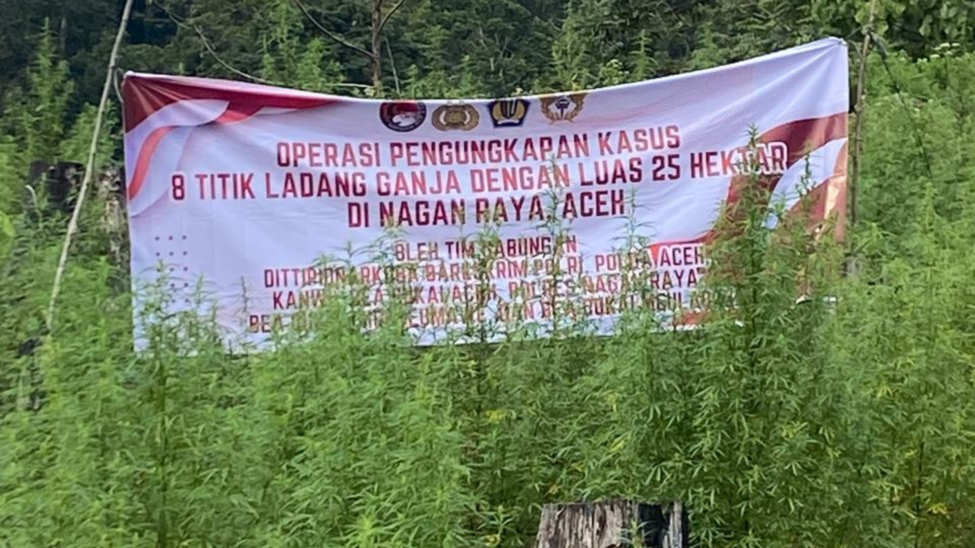 Menyisir Bukit Terjal, Bea Cukai Lhokseumawe Bersama Aparat Gabungan Ungkap 25 Hektare Ladang Ganja 