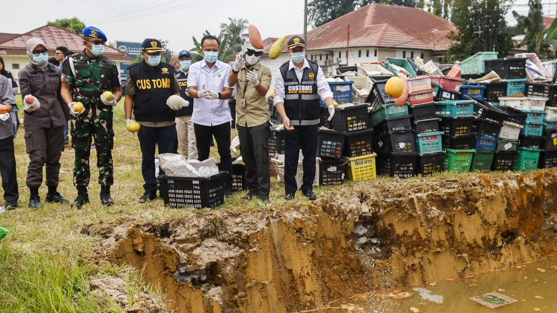 Kanwil Bea Cukai Sumut Gagalkan Penyelundupan dan Musnahkan 14,6 Ton Mangga Ilegal Asal Malaysia