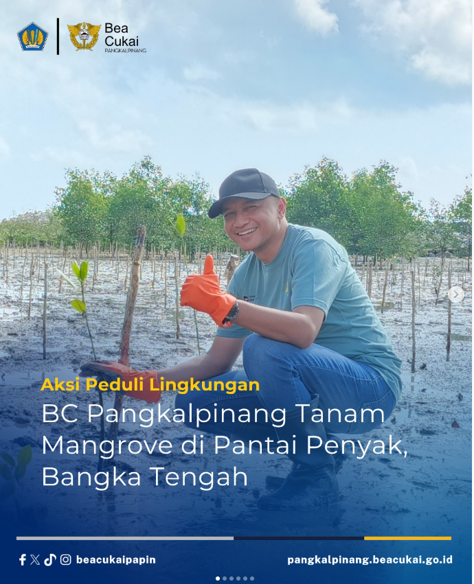 Bea Cukai Pangkalpinang Tanam Mangrove di Pulau bangka