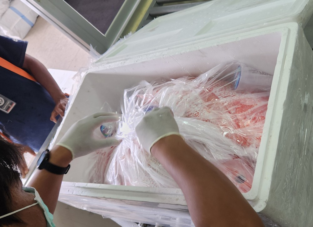 Bea Cukai Ambon Kawal Ekspor Perdana Frozen Red Snapper di Bandar Udara Internasional Pattimura