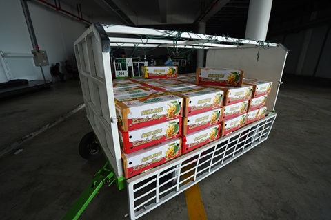 Bea Cukai Mataram Layani Ekspor 500 kg Mangga ke Singapura