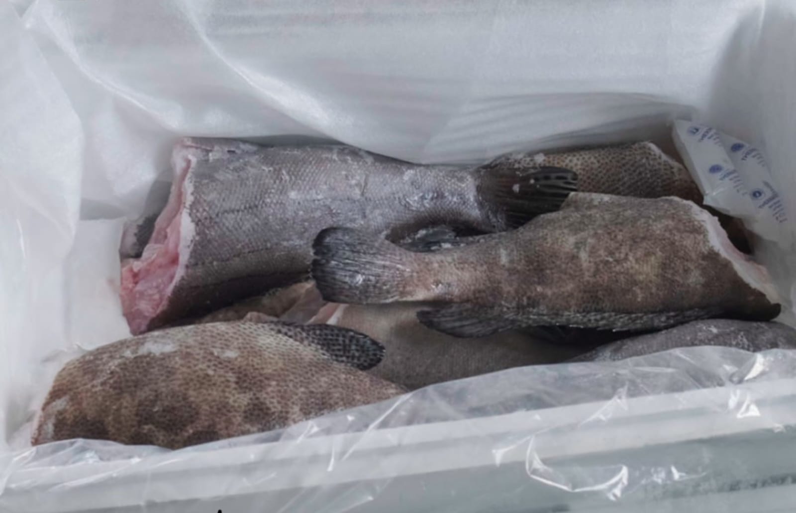 Hasil Laut Kepri untuk Sydney dan Honolulu