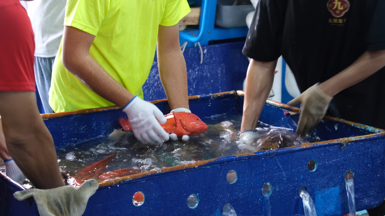 CV. Yong Fisheries Realisasikan Kembali Ekspor Langsung Tual-Hong Kong Awal Tahun 2026