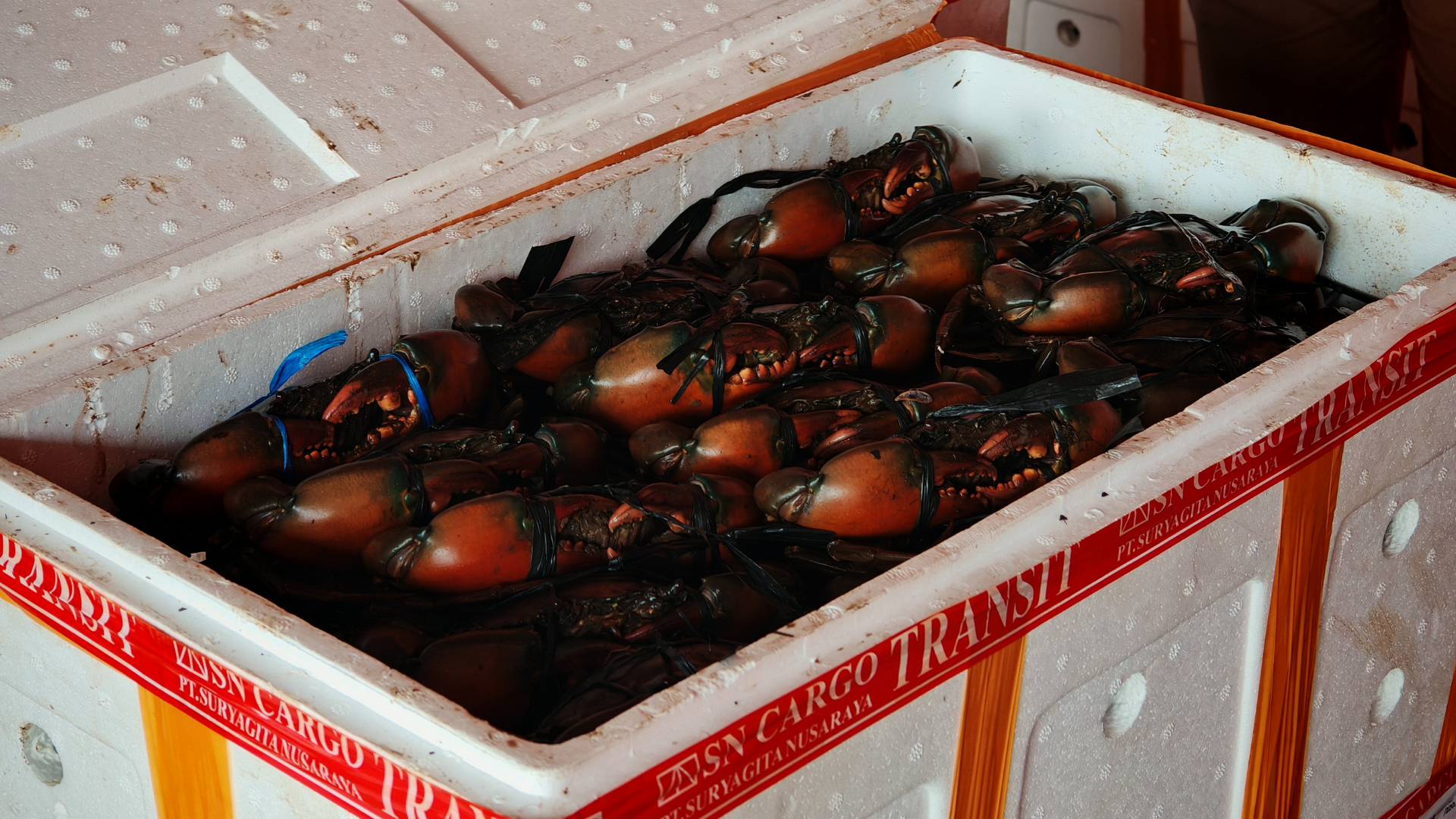 Karaka Mimika, Kembali Menembus Pasar Ekspor di Awal 2026