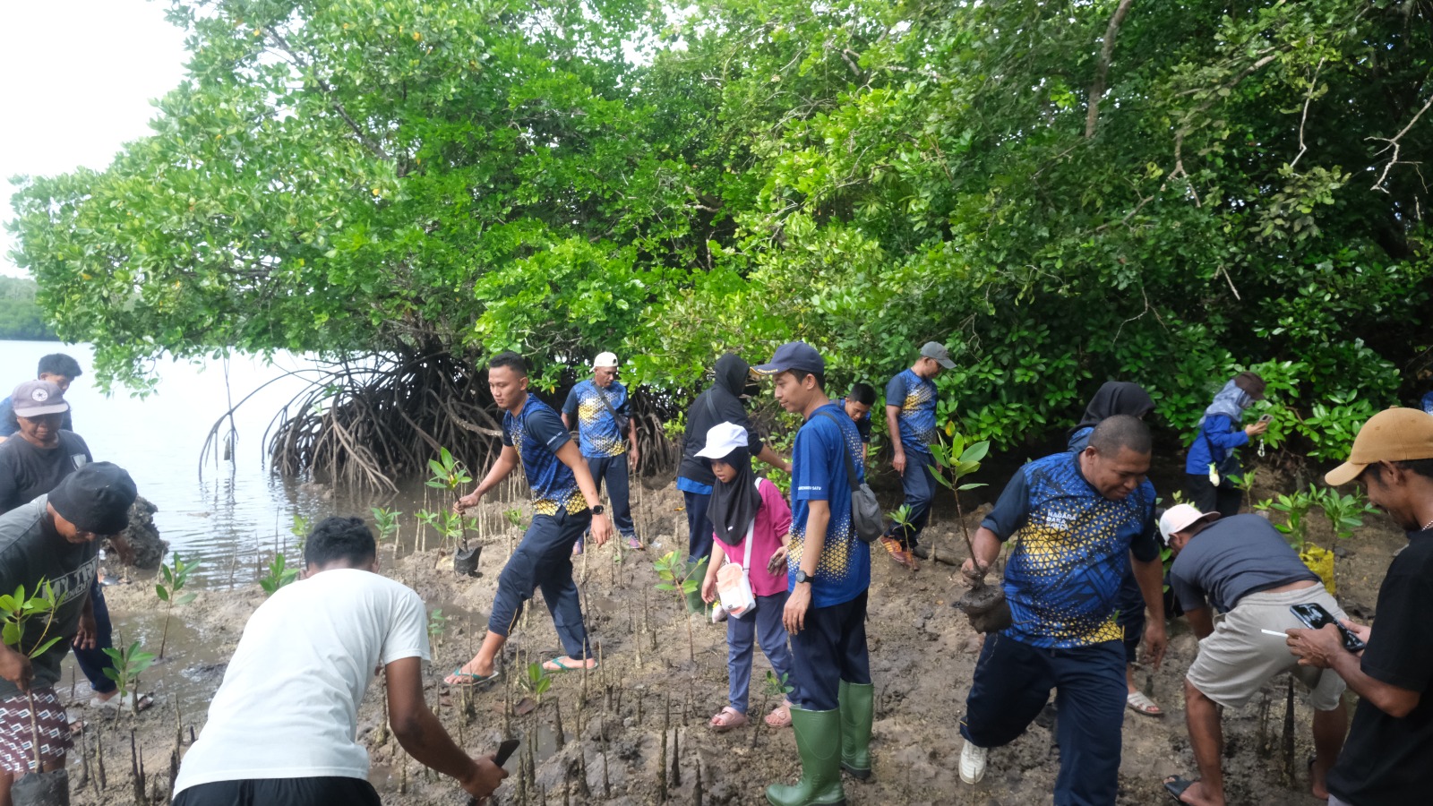 Wujud Kepedulian Lingkungan, Bea Cukai Tual Gelar Penanaman Mangrove di Ohoi Dian Pulau