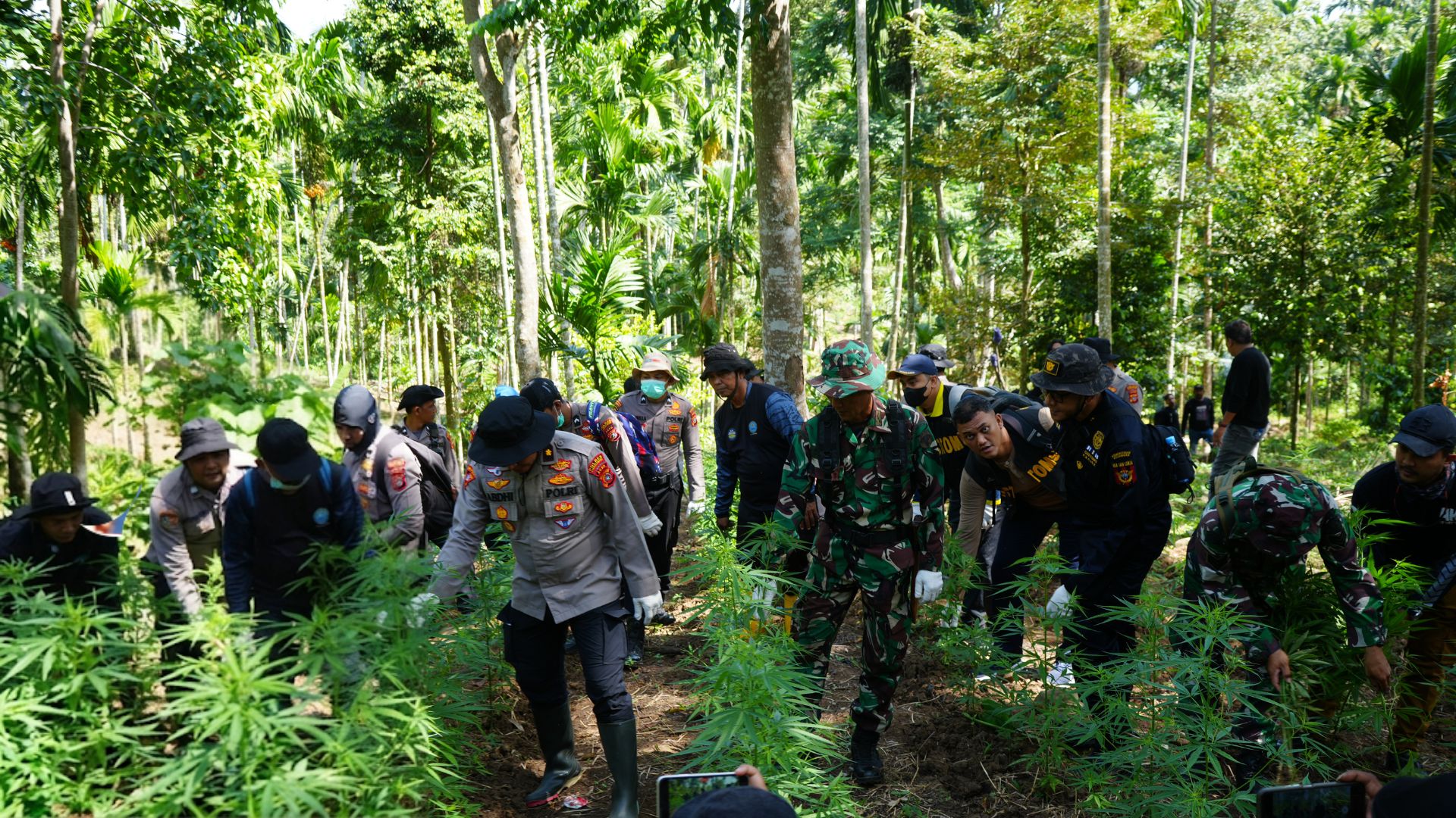 Bea Cukai Lhokseumawe bersama Tim Gabungan Musnahkan 3.000 Batang Ganja di Aceh Utara