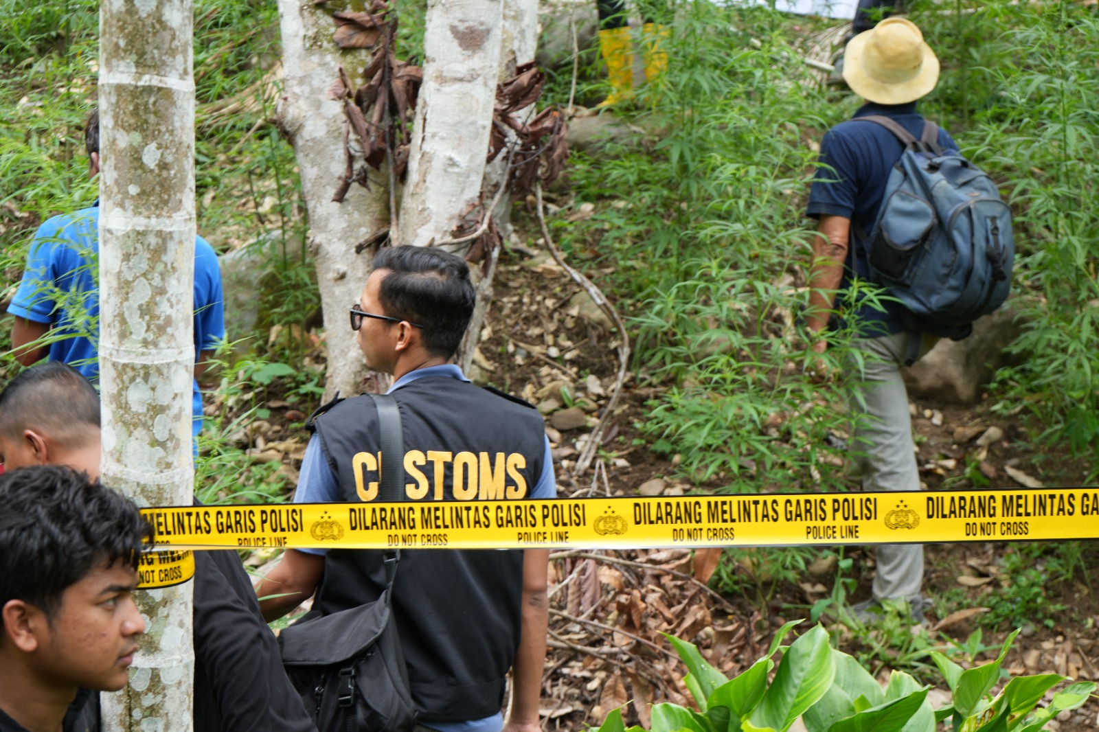 Bea Cukai Lhokseumawe Perkuat Sinergi, Turut Musnahkan Ladang Ganja di Sawang