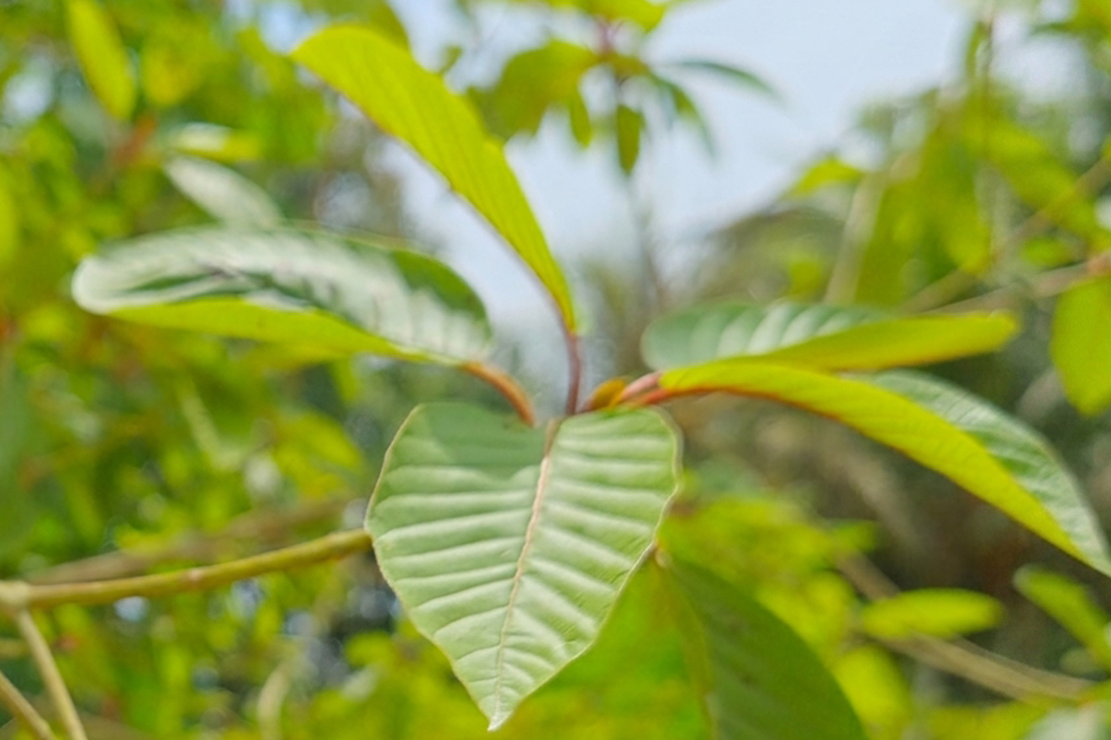 Potensi Ekspor Kratom Kalimantan Tembus Pasar Internasional
